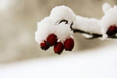 snow
