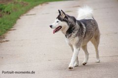 1_Huskey-outdoor-fotografie