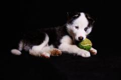 Hunde-Fotografie