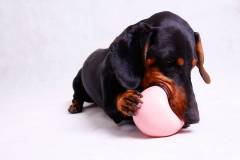 pet-fotografie