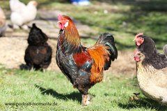 smallhomepageIMG_8894